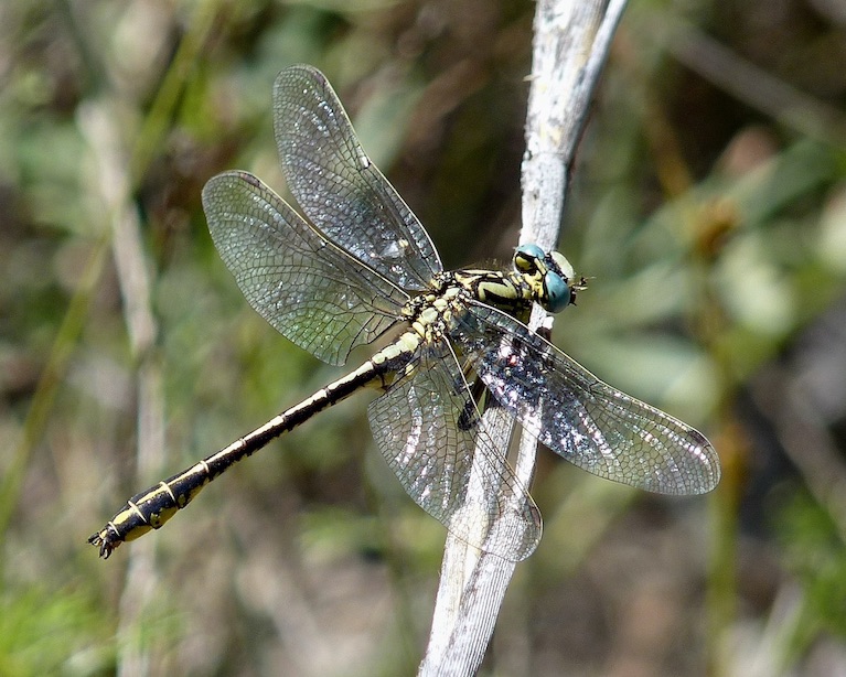 yellow clubtail